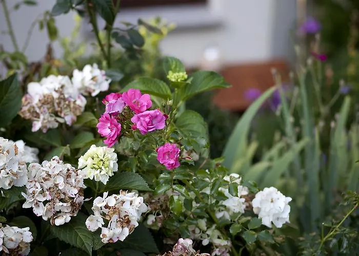 Апартаменты Ginkgo *