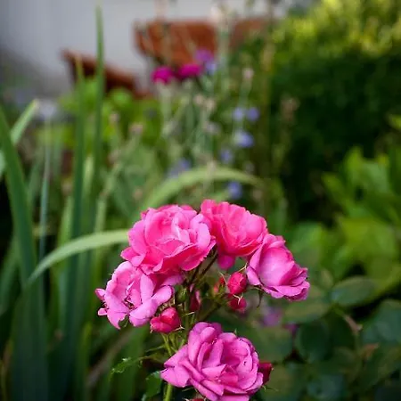 דירה Ginkgo דרזדן
