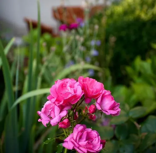 Apartman Ginkgo Drezda