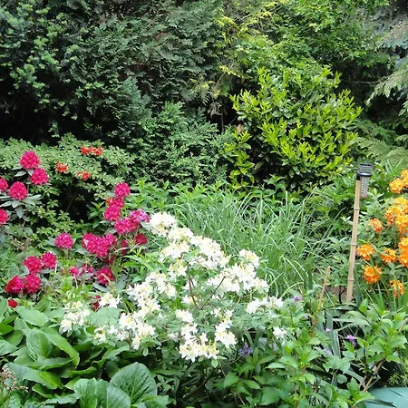 Ginkgo * Дрезден