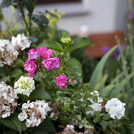 Апартаменты Ginkgo *