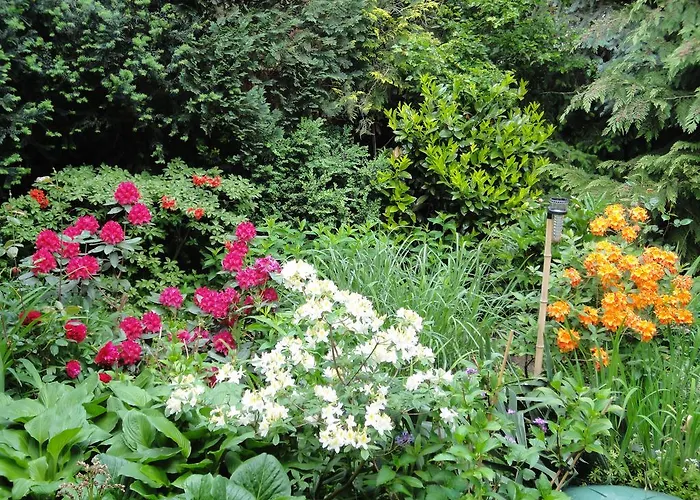 Ginkgo * Дрезден